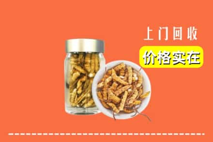 佳木斯同江回收散虫草