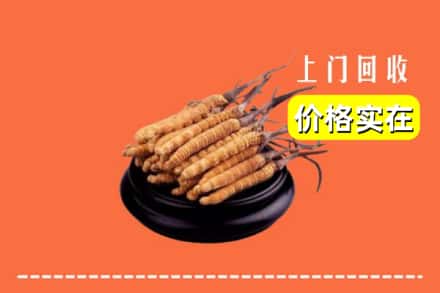 佳木斯同江回收冬虫夏草